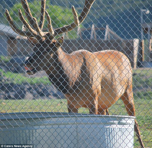 Mammoth: Shooter the elk stands 10ft tall from his hooves to the tip of his antlers